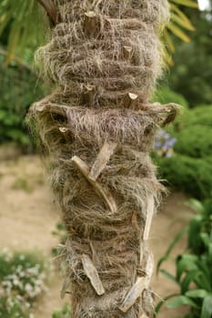 Hairy palm trunk. Details of a palm tree trunk. Close up