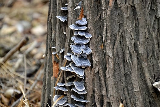 Old stump with mushrooms growing toadstools in the forest
