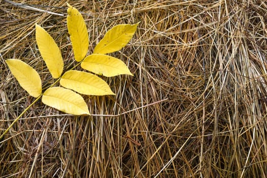 Yellow Manchurian walnut leaves (Juglans mandshurica) on dry grass, Russian Far East. Autumn composition with copy space.