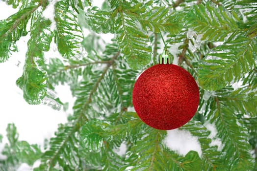 Red shiny Christmas toy ball hanging on a fir branch in the snow. Celebration