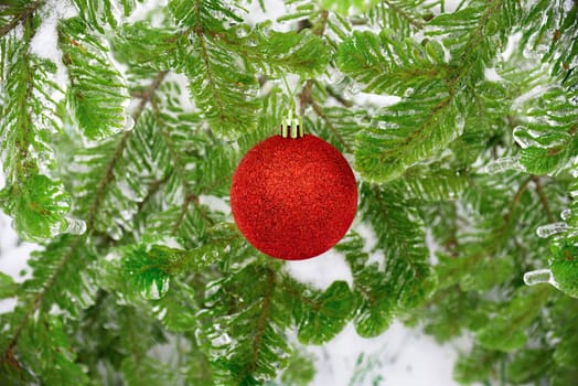 Red shiny Christmas toy ball hanging on a fir branch in the snow. Celebration