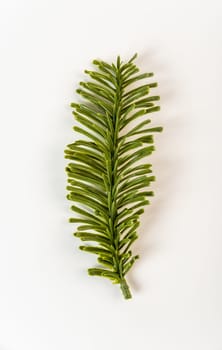 Fake fir tree branch for decorating of bouquets and home