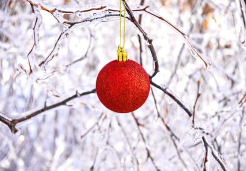 Red Christmas toy hanging on frozen branches of trees covered with ice. Russia, winter forest