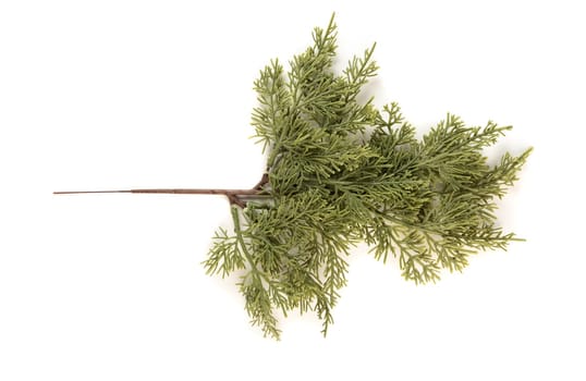 Fake fir tree branch for decorating of bouquets and home.