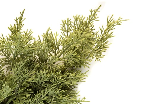Fake fir tree branch for decorating of bouquets and home.