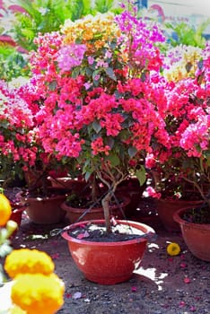 Growing multicolorful Bougainvillea flowers under sunlight in Nha Trang Vietnam