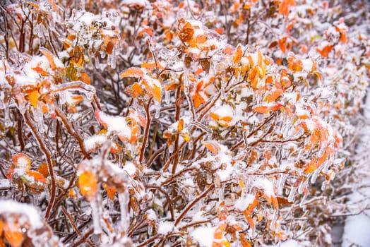 Orange dry leaves growing on a branch covered with ice on a winter day in russia.