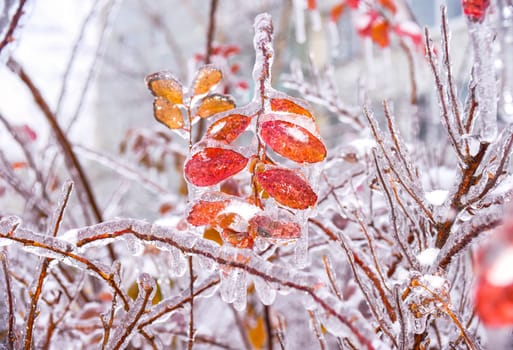 Orange dry leaf growing on a branch covered with ice