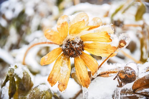 Frozen yellow flower with snowflakes and ice. Black-eyed Susan or Coneflowers. Russian winter.