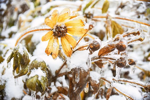 Frozen yellow flower with snowflakes and ice. Black-eyed Susan or Coneflowers. Russian winter.