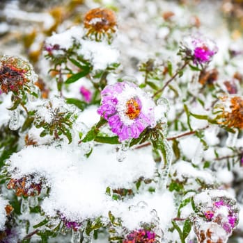 Frosted purple aster with snow and ice.