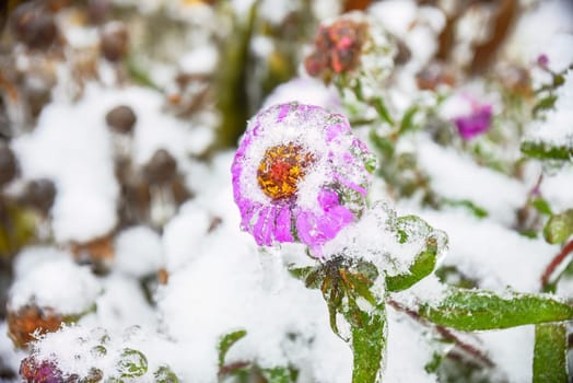 Frosted purple aster with snow and ice on snowy background