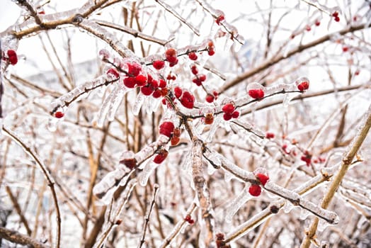 Frozen red berries on a branch in ice and snow on a winter day in russia