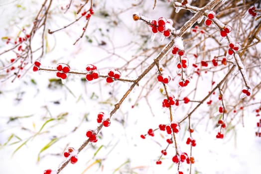Frozen red berries on a branch in ice and snow on a winter day in russia