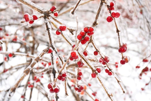 Frozen red berries on a branch in ice and snow on a winter day in russia