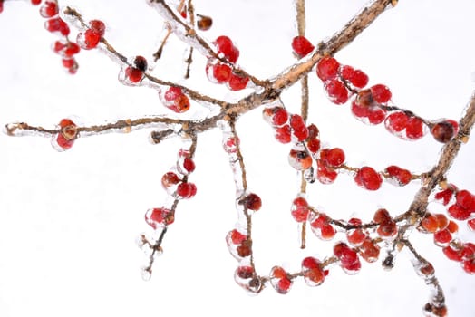 Frozen red berries on a branch in ice and snow on a winter day in russia