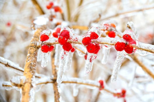 Frozen red berries on a branch in ice and snow on a winter day in russia