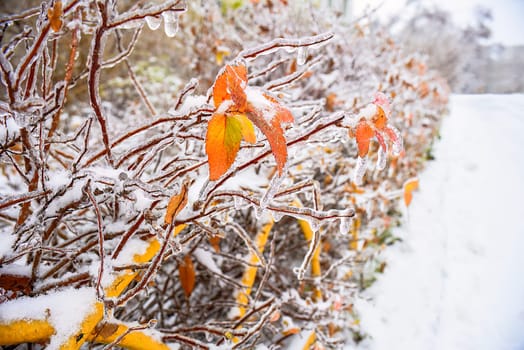 Orange dry leaves growing on a branch covered with ice on a winter day in russia.