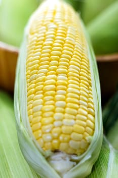 Fresh yellow corn. Ear of yellow corn with the kernels still attached to the cob on the stalk.