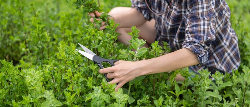 A young girl collects mint in the garden, female hands cut a bouquet of fresh peppermint.