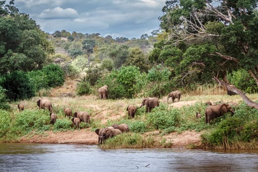 African bush elephant herd in reverside scenery in Kruger National park, South Africa ; Specie Loxodonta africana family of Elephantidae
