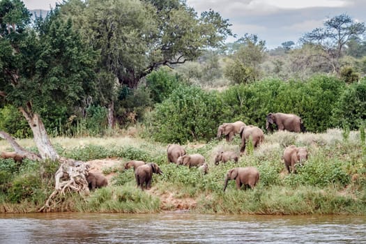 African bush elephant herd in reverside scenery in Kruger National park, South Africa ; Specie Loxodonta africana family of Elephantidae