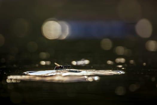 Ant killing wasp in middle of water with flakes in Greater Kruger National park, South Africa