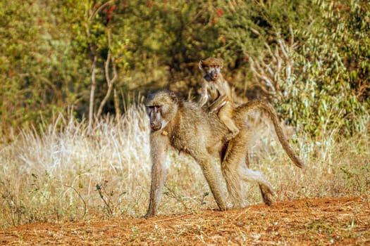 Chacma baboon mother walking with baby on her back in greater  Kruger National park, South Africa ; Specie Papio ursinus family of Cercopithecidae