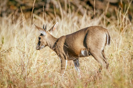 Common duiker walking in dry savannah in greater Kruger National park, South Africa ; Specie Sylvicapra grimmia family of Bovidae