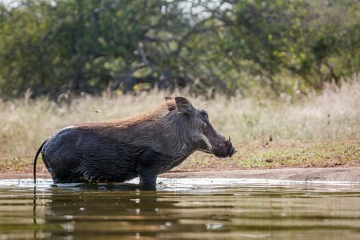 Common warthog bathing in waterhole in greater Kruger National park, South Africa ; Specie Phacochoerus africanus family of Suidae