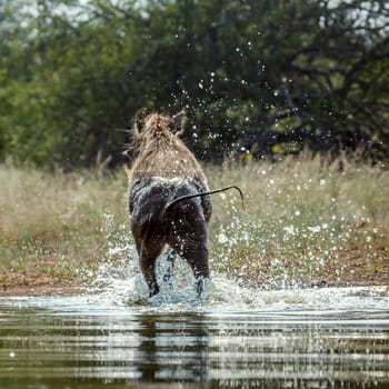 Common warthog jumping out of water in greater Kruger National park, South Africa ; Specie Phacochoerus africanus family of Suidae
