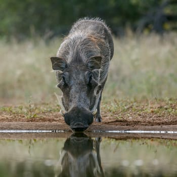 Common warthog drinking front view at waterhole in greater Kruger National park, South Africa ; Specie Phacochoerus africanus family of Suidae