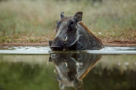 Common warthog  bathing in waterhole front view in greater Kruger National park, South Africa ; Specie Phacochoerus africanus family of Suidae