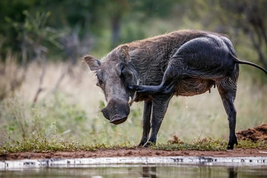 Common warthog scratching after bath along waterhole in greater Kruger National park, South Africa ; Specie Phacochoerus africanus family of Suidae