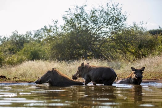 Three Common warthog bathing in waterhole in greater Kruger National park, South Africa ; Specie Phacochoerus africanus family of Suidae