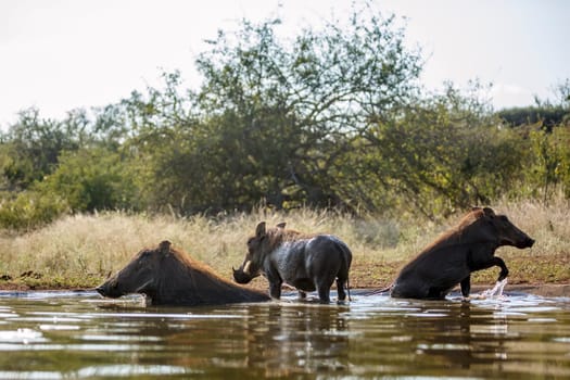 Three Common warthog bathing in waterhole in greater Kruger National park, South Africa ; Specie Phacochoerus africanus family of Suidae