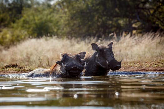 Two Common warthog bathing in waterhole in greater Kruger National park, South Africa ; Specie Phacochoerus africanus family of Suidae