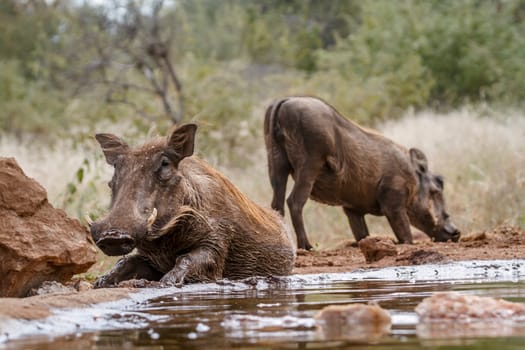 Common warthog mud bathing along waterhole in greater Kruger National park, South Africa ; Specie Phacochoerus africanus family of Suidae