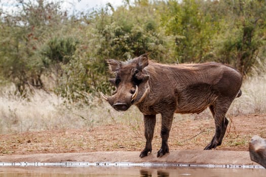 Common warthog standing along waterhole looking at camera in greater Kruger National park, South Africa ; Specie Phacochoerus africanus family of Suidae