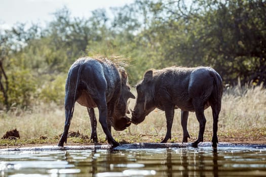Common warthog bonding rear view along waterhole in greater Kruger National park, South Africa ; Specie Phacochoerus africanus family of Suidae