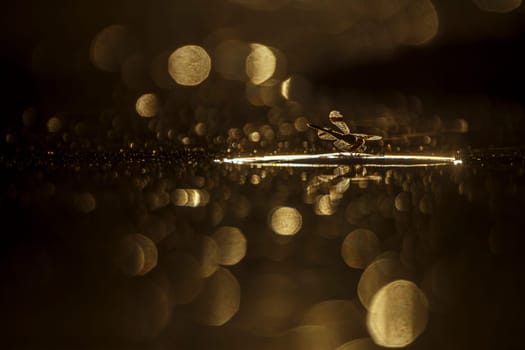 Dragonfly in middle of water at dawn with flakes in water in Greater Kruger National park, South Africa