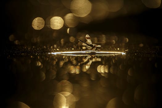 Dragonfly in middle of water at dawn with flakes in water in Greater Kruger National park, South Africa