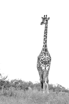 Giraffe front view isolated in white background in Kruger National park, South Africa ; Specie Giraffa camelopardalis family of Giraffidae