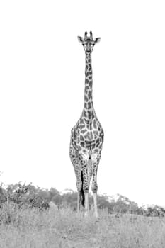 Giraffe front view isolated in white background in Kruger National park, South Africa ; Specie Giraffa camelopardalis family of Giraffidae