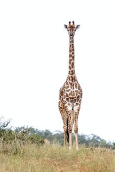 Giraffe front view isolated in white background in Kruger National park, South Africa ; Specie Giraffa camelopardalis family of Giraffidae