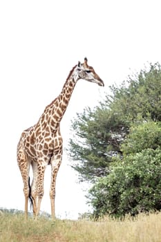 Giraffe eating a shrub isolated in white bacground in Kruger National park, South Africa ; Specie Giraffa camelopardalis family of Giraffidae