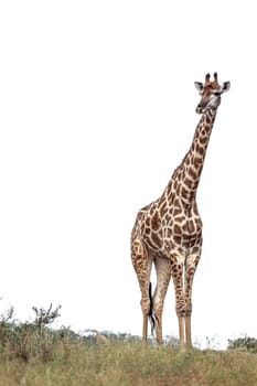 Giraffe isolated in white background in Kruger National park, South Africa ; Specie Giraffa camelopardalis family of Giraffidae