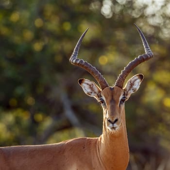 Common Impala horned male portrait isolated in natural background in greater Kruger National park, South Africa ; Specie Aepyceros melampus family of Bovidae