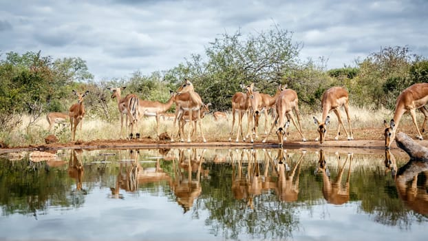 Herd of Common Impala drinking front view in waterhole with reflection in greater Kruger National park, South Africa ; Specie Aepyceros melampus family of Bovidae