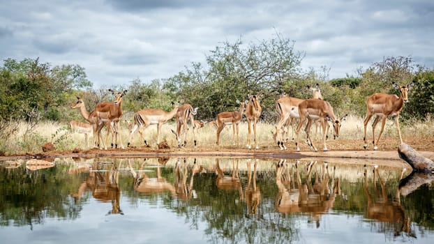 Herd of Common Impala drinking front view in waterhole with reflection in greater Kruger National park, South Africa ; Specie Aepyceros melampus family of Bovidae